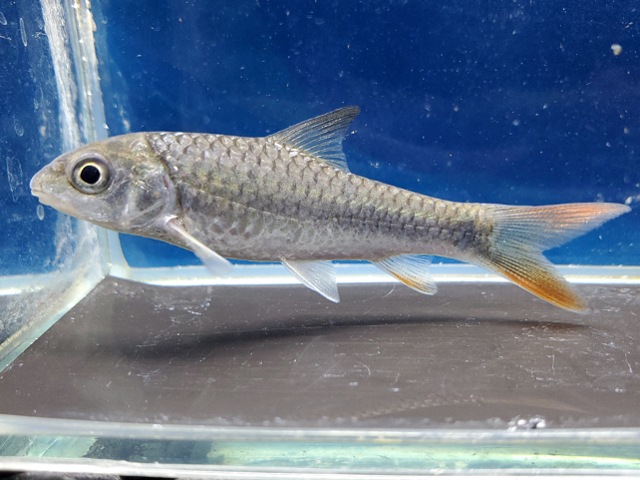 ラベオバルブス sp.　タンザニア　1　2026年4月入荷！