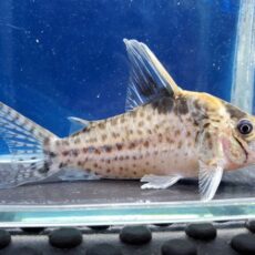 コリドラス　ロブスタス　フマイタ　2026年2月入荷！