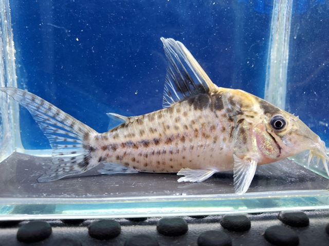 コリドラス　ロブスタス　フマイタ　2026年2月入荷！