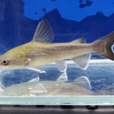 パプアンサーモンキャット　2026年4月入荷！