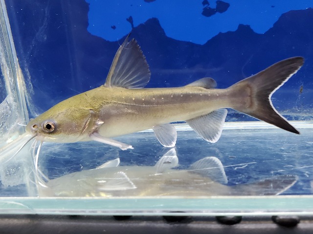 パプアンサーモンキャット　2026年4月入荷！