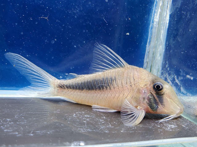 コリドラス　アマパエンシス