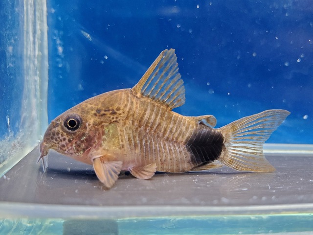 コリドラス　カウデュマクラータス　ワイルド　2025年入荷！