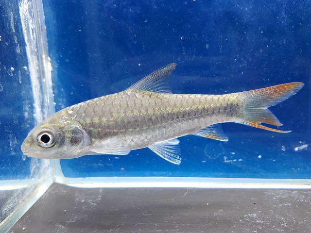 ラベオバルブスsp.