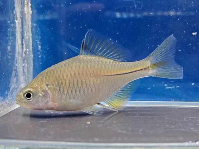 中国ウエキゼニタナゴ