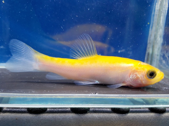 ゴールデンティンカティンカ