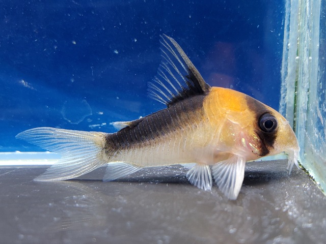 コリドラス　デュプリカレウス