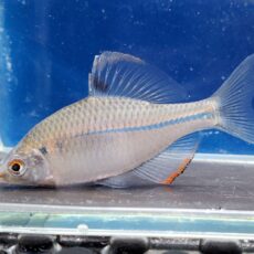 中国ウエキゼニタナゴ　2026年4月入荷！