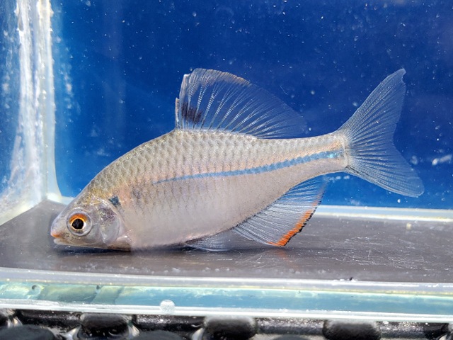 中国ウエキゼニタナゴ　2026年4月入荷！