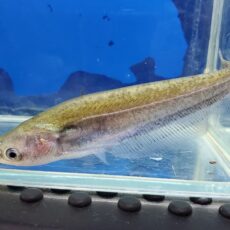 アポゴンキャット　2026年4月入荷！