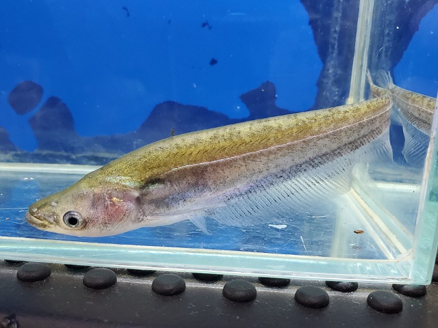 アポゴンキャット　2026年4月入荷！