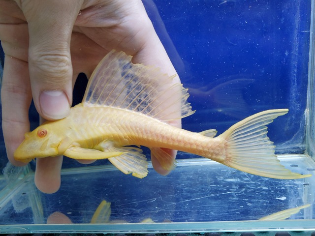 アルビノセルフィンプレコ