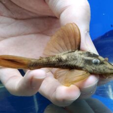 ブルーアイアカプレコ　2026年3月入荷！