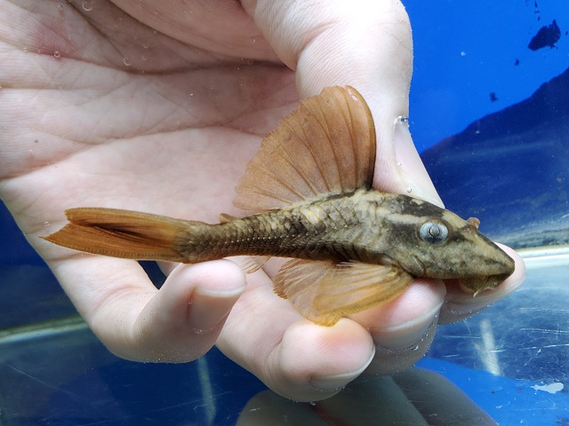 ブルーアイアカプレコ　2026年3月入荷！