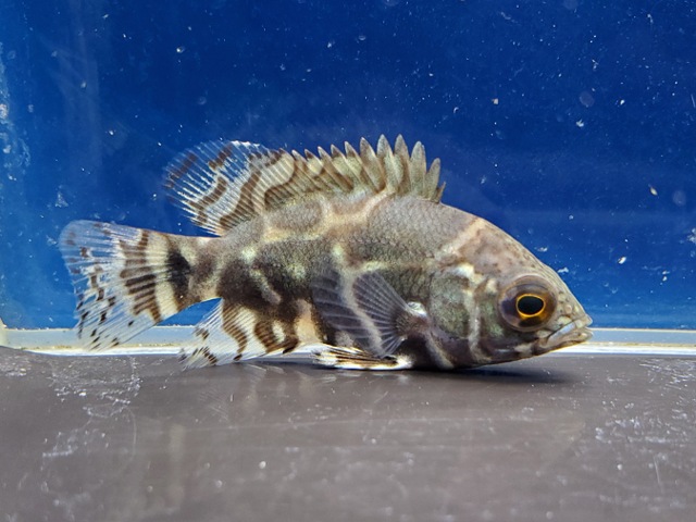 ワイルドオスカー