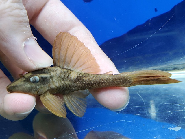 ブルーアイアカプレコ