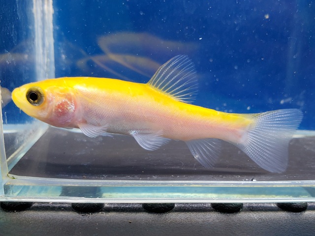 ゴールデンティンカティンカ