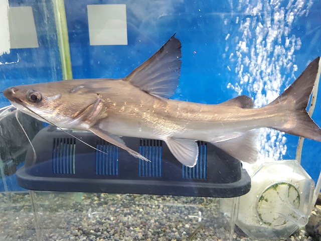 パプアンサーモンキャット