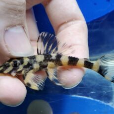 イエローバタフライプレコ　サンタイザベル　2026年4月入荷！