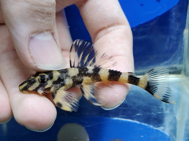 イエローバタフライプレコ　サンタイザベル　2026年4月入荷！