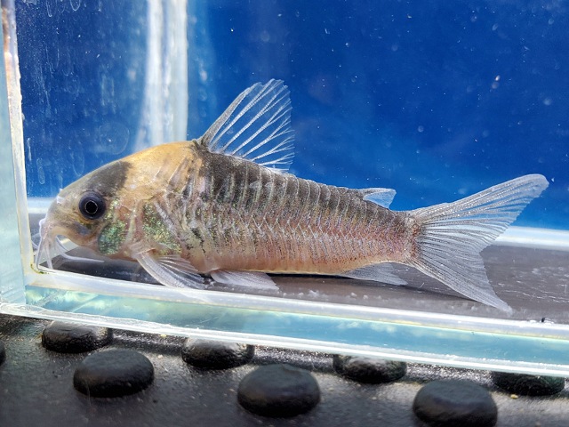 コリドラス　ナイスニー