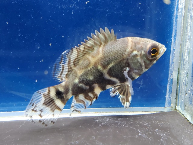 ワイルドオスカー