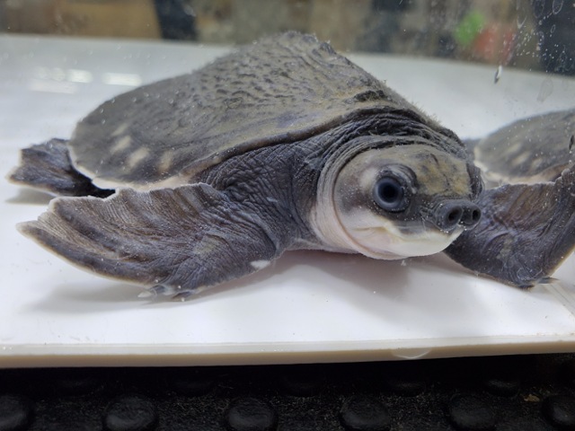 スッポンモドキ