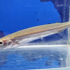 カショーロバルブ　2026年4月入荷！