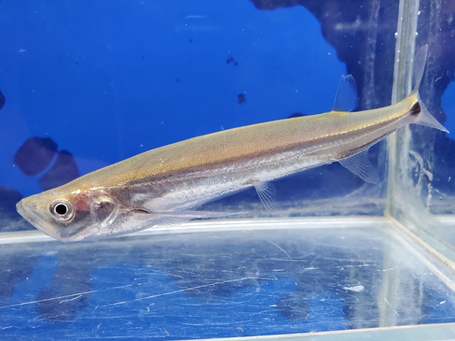 カショーロバルブ　2026年4月入荷！