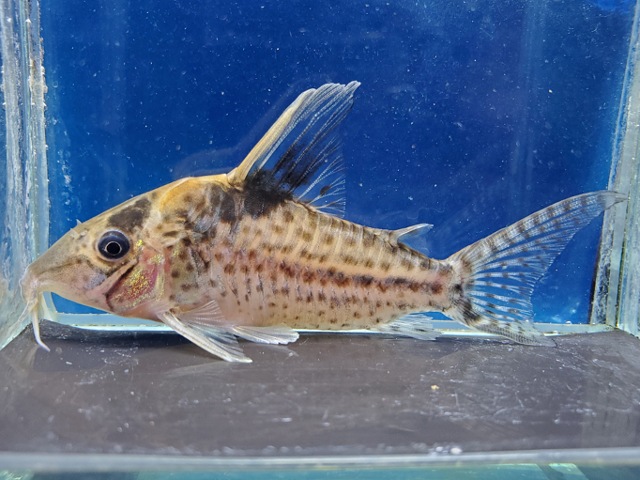 コリドラス　ロブスタス