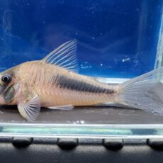 コリドラス　アマパエンシス　2026年4月入荷！