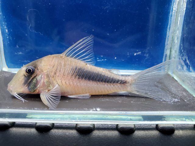 コリドラス　アマパエンシス　2026年4月入荷！