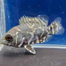 ワイルドオスカー　サンフランシスコ　2026年3月入荷！