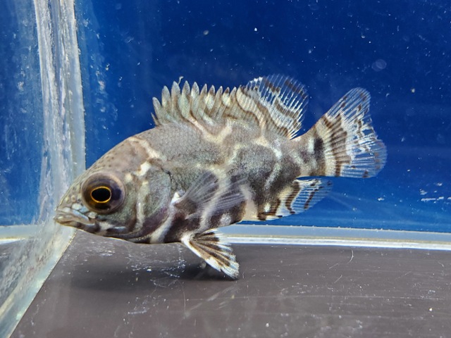 ワイルドオスカー　サンフランシスコ　2026年3月入荷！