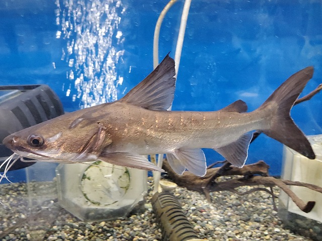 パプアンサーモンキャット