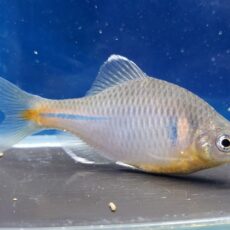 シロフチバラタナゴ　2026年4月入荷！