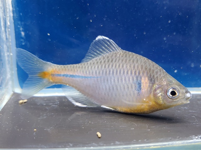 シロフチバラタナゴ　2026年4月入荷！