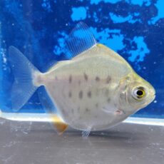 ぺルビアンスポットメチニス　2026年5月入荷！