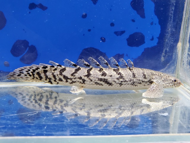 ポリプテルス　ロイヤルバンドデルヘッジィ