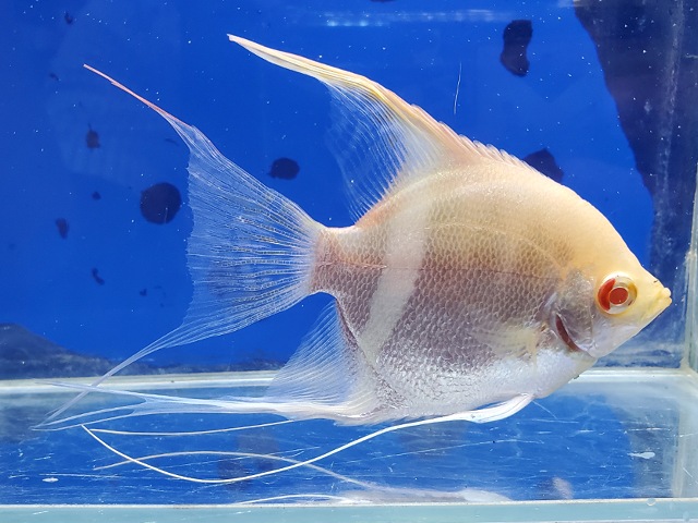スカラレエンゼル