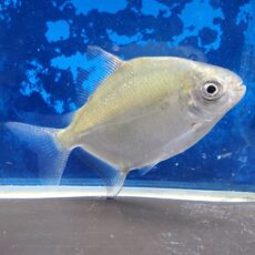 ブラックエッジパクー　トカンチンス　2　2026年5月入荷！