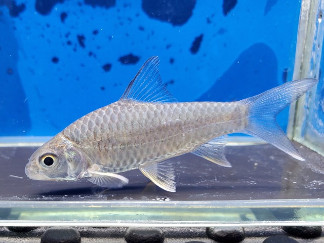 イエローフィンバルブ　2026年5月入荷！