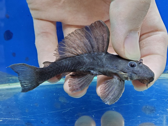 ブルーブラックカイザープレコ