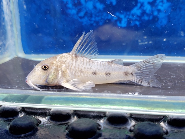 コリドラス　リクバクツァ