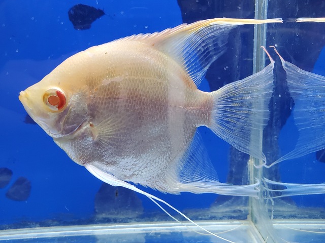 スカラレエンゼル