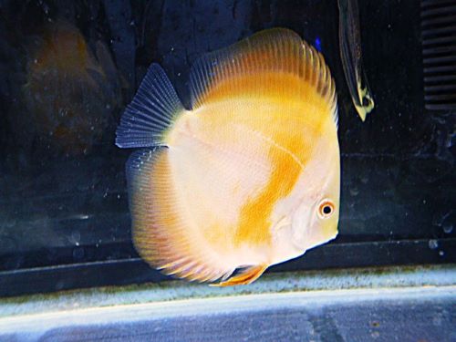 イエローダイヤ・ディスカス