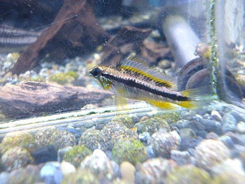 熱帯魚入荷　アピスト類多数その2 熱帯魚)アピストグラマsp.マラヴィーリャ(ワイルド)(1ペア) | チャーム