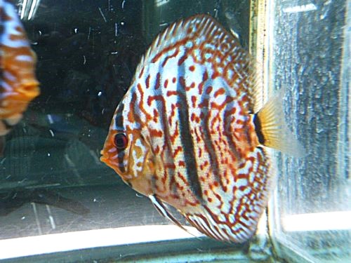 レオパードヘッケルクロス・ディスカス
