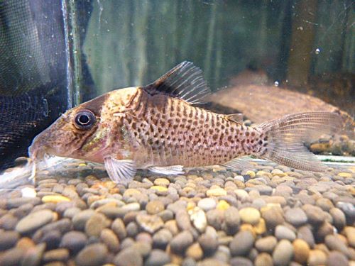 コリドラス　エフィピフェール