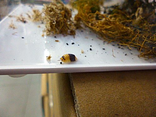バンブルビー